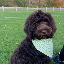 Goldendoodle Puppies from MaDoodles