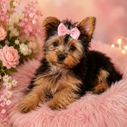 Diana - Black and tan female Yorkshire Terrier puppy in Parma, Ohio from My Exotic Yorkies LLC