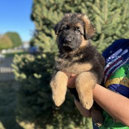 German Shepherd Puppies from Zwinger vom Schneider Wald