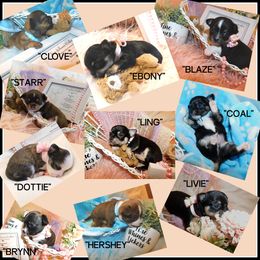 Chihuahua Puppies from Fine Whines & Lickers