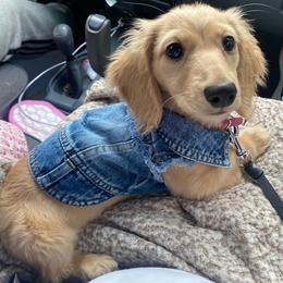 Dachshund Puppies from Northwest Dachshunds