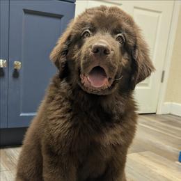 Brown Newfoundland Male 1 - Brown male Newfoundland puppy in Burfordville, Missouri from Umfleet Farms