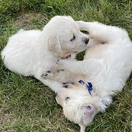 Golden Retriever and Jack Russell Terrier Puppies from Shelby Burleson's Golden Retrievers and Jack Russell Terriers