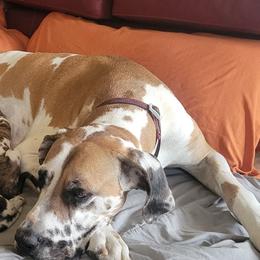Great Dane Puppies from RCM Great Danes