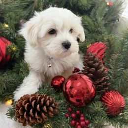 Boone - White male Coton de Tulear puppy in Ludington, Michigan from Cotten's Sunset Kennels