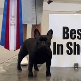 Delilah - French Bulldog