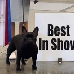 Delilah - French Bulldog