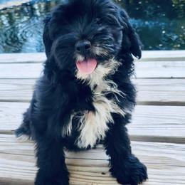 Cavapoo, Cockapoo, Goldendoodle, and Maltipoo Puppies from Perdue Puppies