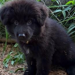 Puppy 3 will be named by his new owner - Black male German Shepherd puppy in Bluff City, Tennessee from What a Heart Wants