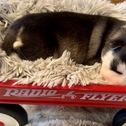 Girl 1 - Black and white Pomsky puppy in Bayview, Idaho from Ponderay Pomsky