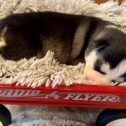 Girl 1 - Black and white Pomsky puppy in Bayview, Idaho from Ponderay Pomsky