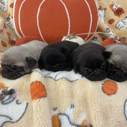 Pug puppies from Pure Pugs