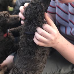 Poodle Puppies from Oakridge Standard Poodle