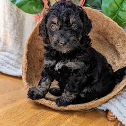 Aussiedoodle, Australian Shepherd, Bernedoodle, Cavapoo, Cockapoo, and Poodle Puppies from Sis' Doodles & Poodles