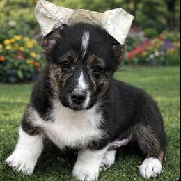 Albert - Black and tan male American Corgi puppy in Washington, Arkansas from Foxy Knoll Farm