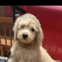 Aussiedoodle and Goldendoodle Puppies from Saddle Hill Farms