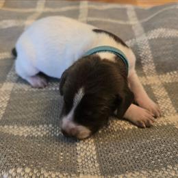 Blue Liver - Liver and white male German Shorthaired Pointer puppy in Linton, Indiana from Red White and Blue Kennel