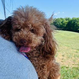 Brookie - Poodle