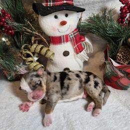 Frosty - Blue merle male Australian Shepherd puppy in Peach Bottom, Pennsylvania from Arcadia Australian Shepherds
