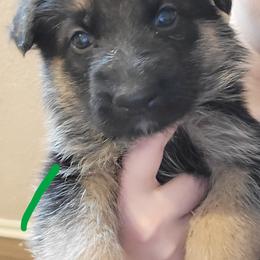 German Shepherd Puppies from Lux Shepherds