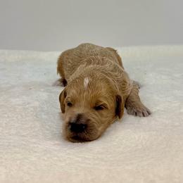 Fern - Cream male Goldendoodle puppy in Kenansville, North Carolina from J+A Family Doodles