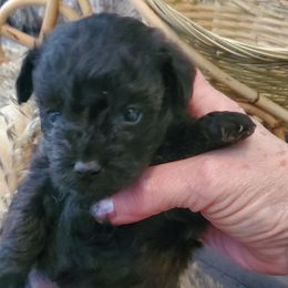 Ziggy - Black and tan male Schnoodle puppy in Arkansas from Harper's Pups