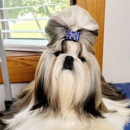 Indy - Shih Tzu