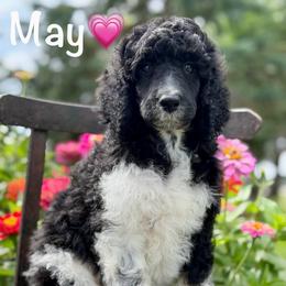 May - Parti female Poodle puppy in Lancaster, Minnesota from Finney Ranch