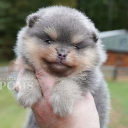 June - Blue and tan female Pomeranian puppy in Kingston, Georgia from Southern Charm Poms