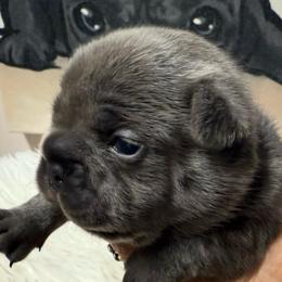Marion - Blue female French Bulldog puppy in Clifton, Texas from Blue Ribbon French Bulldogs