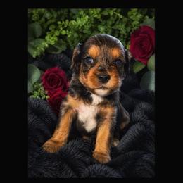 Moss - Merle male Cavapoo puppy in Battle Lake, Minnesota from Panda Puppies