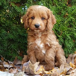 Felicity - Red and white female Cockapoo puppy in Shipshewana, Indiana from Home Raised Cockapoos