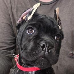 AKC and ICCF - Red Collar Girl - Black brindle female Cane Corso puppy in Gorman, Texas from McOmber Country Kennels
