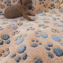 MALE - Red male Miniature Pinscher puppy in Acworth, Georgia from Stonewood Dobermans and Min Pins