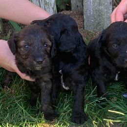 Aussiedoodle Puppies from Seattle Aussiedoodles