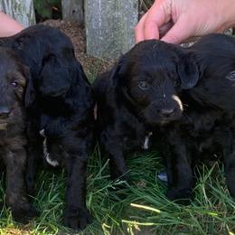 Aussiedoodle Puppies from Seattle Aussiedoodles