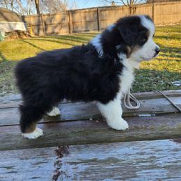 Ham - Black tri-color male Australian Shepherd puppy in Fort Wayne, Indiana from Grand Ridge Australian Shepherds