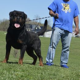 KOBE - Rottweiler
