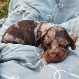Jalapeno - Dapple male Dachshund puppy in Anderson, California from Plum Fields Dachshunds
