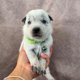Neo - Blue mottled male Australian Cattle Dog puppy in Sahuarita, Arizona from A2 Australian Cattle Dogs