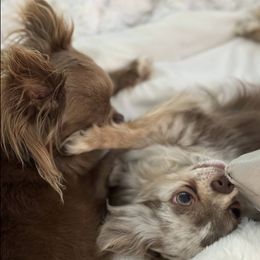 Chihuahuas from Palmetto Paws Chihuahuas