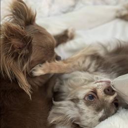 Chihuahuas from Palmetto Paws Chihuahuas