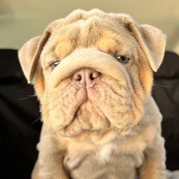 Bulldog Puppies from Pikabullz