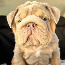 Bulldog Puppies from Pikabullz