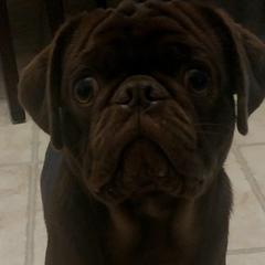 Tank - Pug