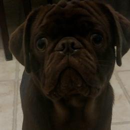 Tank - Pug
