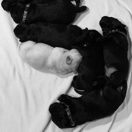 Labrador Retriever Puppies from Helvetia Labradors