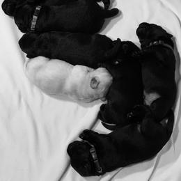 Labrador Retriever Puppies from Helvetia Labradors
