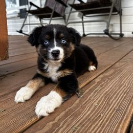 Jade - Black tri female Miniature American Shepherd puppy in Mill Spring, North Carolina from Adair's Australian Shepherds