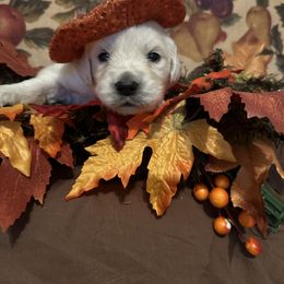 Golden Retriever and Labrador Retriever Puppies from Oak Breeze Retrievers
